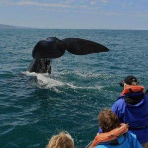 Whale Watching for 2 - Knysna