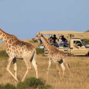 3 Hour Guided Game Drive - Botlierskop Game Reserve