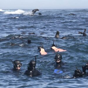 Seal Snorkeling for 1