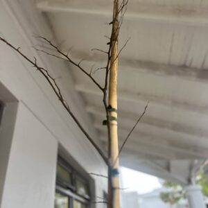 Celtis "Africana" (White Stinkwood) Tree