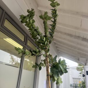 Syzygium Cordatum Tree