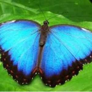 Family ticket - Butterfly World - Route 44