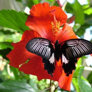Family Ticket - Butterfly World - Route 44