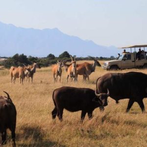 2 Hour Game Drive or Horse Safari - Plettenberg Bay