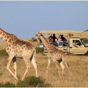 3 Hour Game Drive for 2 - Botlierskop