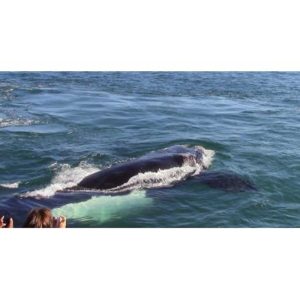 Whale Watching for 2 - Hermanus