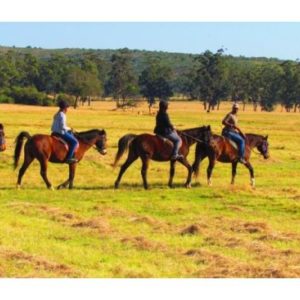 2 Hour Game Drive or Horse Safari - Plettenberg Bay