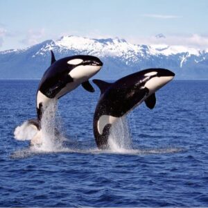 Whale Watching For Two (Knysna)