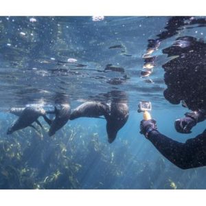 Seal Snorkeling for 2