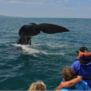 Whale Watching for 2 - Knysna